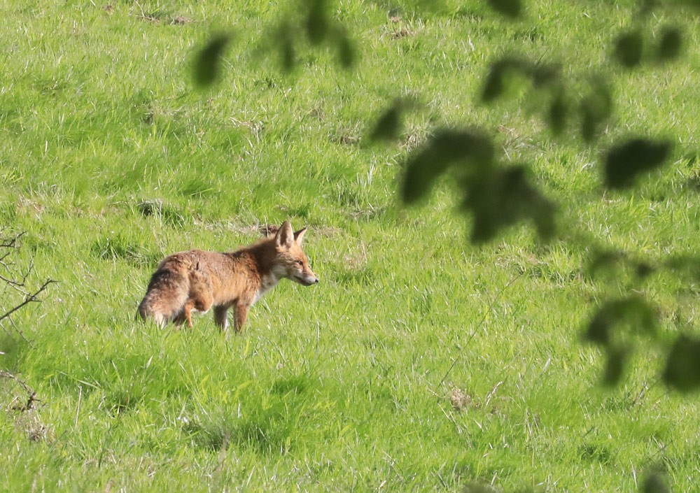 Renard roux